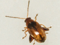 Longitarsus luridus
